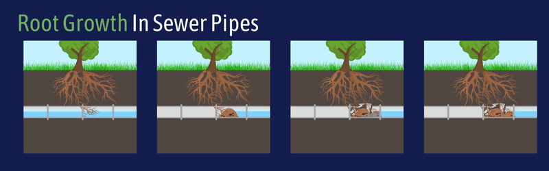 roots growing in sewer pipe progression