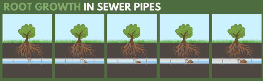 Growth in sewer pipes